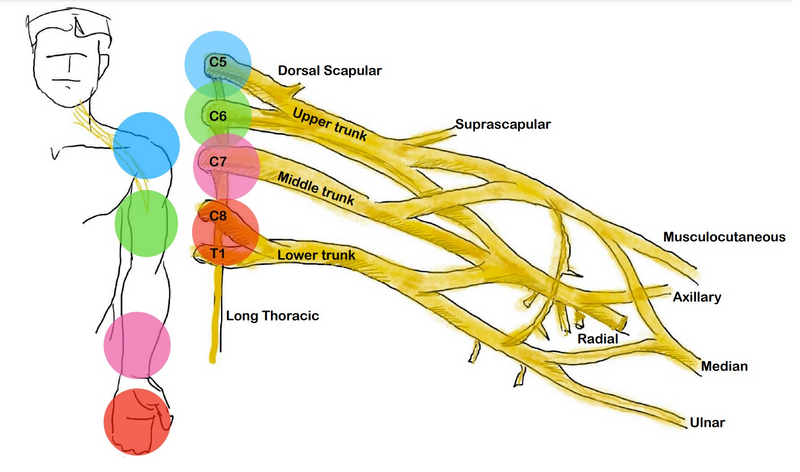 JLA - Brachial Plexus 1.png