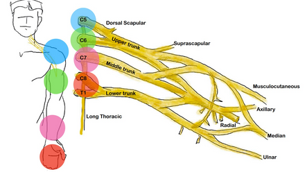 JLA - Brachial Plexus 1.png